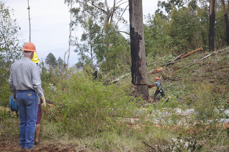 In this photo taken Wednesday March, 4, 2015, Craig Woodward, left, president of Oregon-based logging company Woodward Companies, watches as John Ontko, right, cuts down a large, fire-scorched tree in Kokee, Hawaii. The state has started cutting down trees on 300 acres of Kauai forest reserve that was scorched by wildfire in 2012 and sending the wood to be processed at a new biomass-to-energy plant. (AP Photo/The Garden Island, Chris D'Angelo)