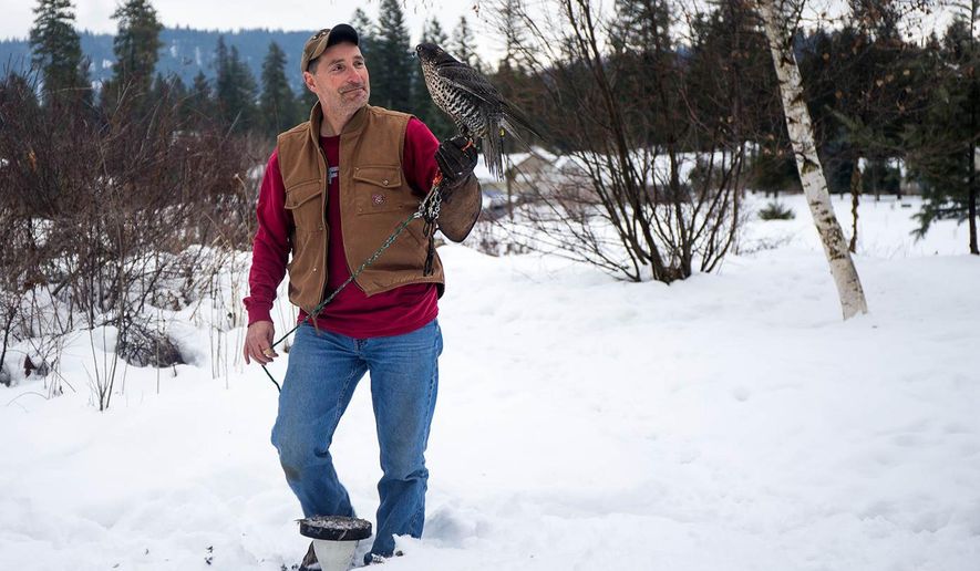 In this undated photo, Scott Dinger handles his two-year-old falcon Hannibal at his house in Houser, Idaho. An Idaho woman faces charges after authorities say she saw the hunter's falcon down a duck, then beat the falcon to death with a beaded scarf. Patti MacDonald, 60, of Hauser, is charged with a misdemeanor count of beating or harassing an animal. (AP Photo/Coeur d’Alene Press, Tess Freeman) MANDATORY CREDIT