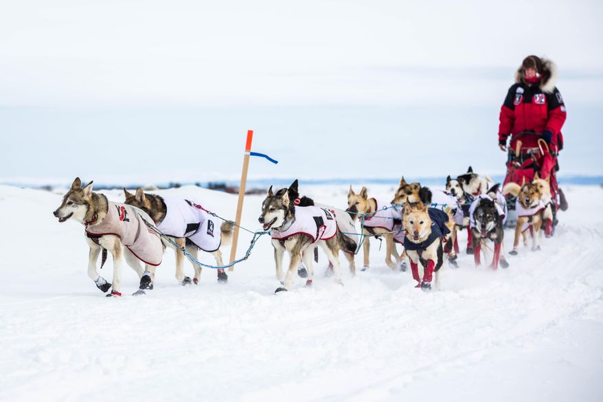 Aliy Zirkle mushes into the Koyuk, Alaska, checkpoint during the Iditarod Trail Sled Dog Race, Monday, March 16, 2015. (AP Photo/Alaska Dispatch News, Loren Holmes )