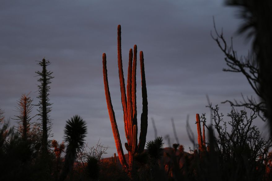 In this March 3, 2015 photo, the last rays of sunlight illuminate a cardon cactus in the Valle de los Cirios, near Guerrero Negro, Mexico's Baja California peninsula. The Valle de los Cirios, also known as Valley of the Boojums, is a federally protected flora and fauna conservation area, one of Mexico’s largest protected areas. (AP Photo/Dario Lopez-Mills)