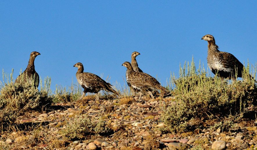 In a sharp rebuke to a report from the Department of the Interior, a coalition of Western states is challenging its conclusions that human activity has led to widespread reduction in the Greater sage-grouse&#39;s population, not human activity. An attorney working the case described &quot;extensive flaws in the agencies&#39; science.&quot; (Associated Press)