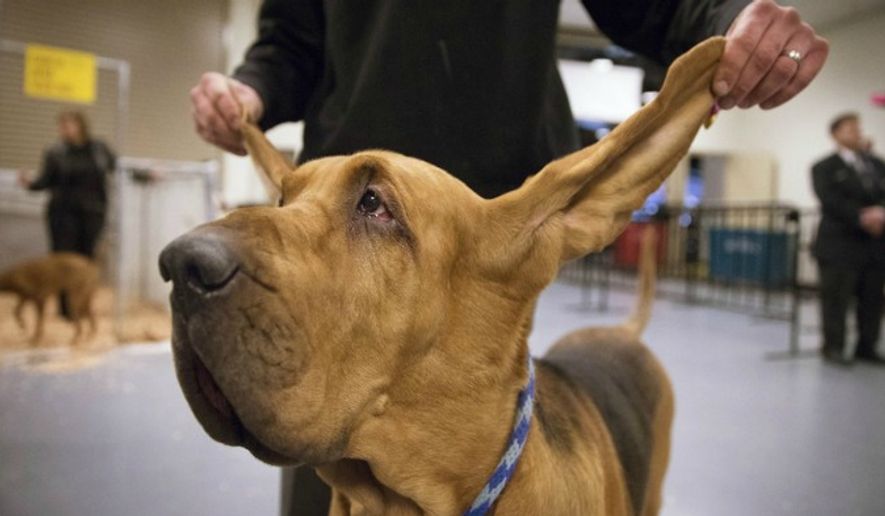 Nathan the bloodhound is examined at the Westminster Kennel Club dog show on Feb. 11, 2014 in New York. (Associated Press) ** FILE **