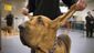 Bloodhound AP image.jpg