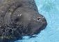 Manatee.jpg