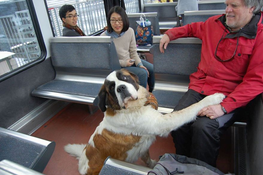 Scarlet, a St. Bernard, on the train up to the 11,371-foot Jungfraujoch, Europes highest point accessible by railway.
Photo by By Ed Rampellspecial to The Washington Times