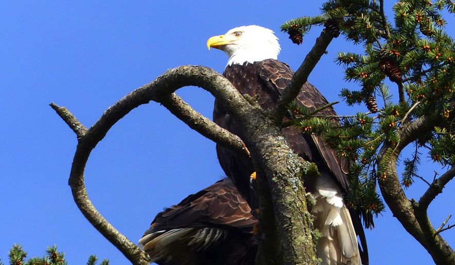 In this March 8, 2015, file photo, bald eagles roost in a treetop above the visitor center at American Camp in San Juan Island National Historical Park. (AP Photo/The Seattle Times, Brian J. Cantwell)