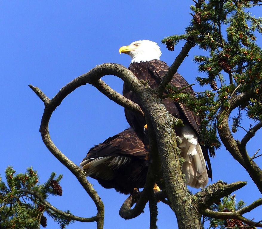 In this March 8, 2015, file photo, bald eagles roost in a treetop above the visitor center at American Camp in San Juan Island National Historical Park. (AP Photo/The Seattle Times, Brian J. Cantwell)