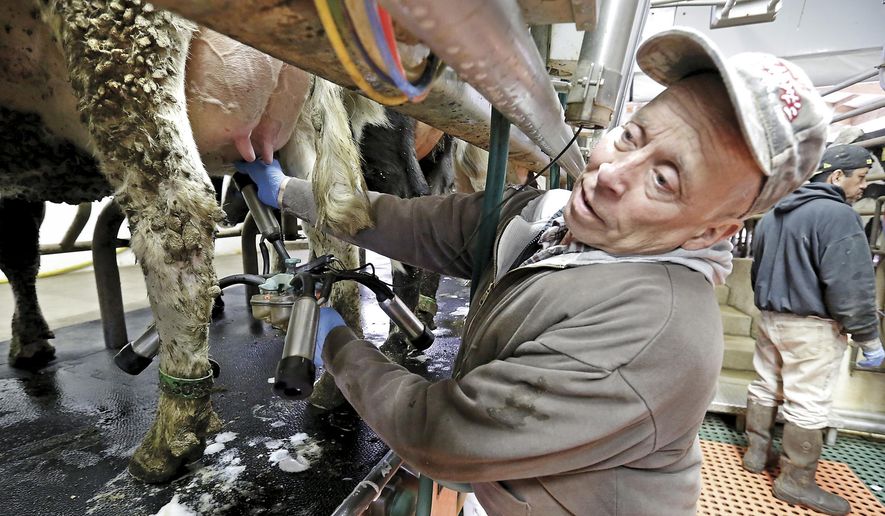 FOR RELEASE MONDAY, MARCH 30, 2015, AT 12:01 A.M. CDT - In this March 18, 2015 photo, David Travis milks cows at his Sharon Dairy despite his severe arthritis, back and foot problems. AgrAbility of Wisconsin is an organization devoted to providing ideas and adaptive equipment to farmers with farm injuries or other disabilities. (AP Photo/The Janesville Gazette, Dan Lassiter)