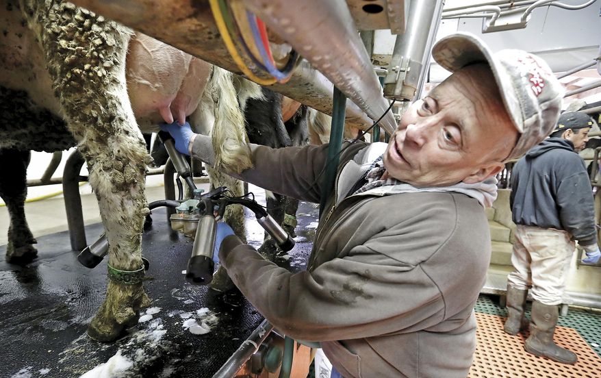 FOR RELEASE MONDAY, MARCH 30, 2015, AT 12:01 A.M. CDT - In this March 18, 2015 photo, David Travis milks cows at his Sharon Dairy despite his severe arthritis, back and foot problems. AgrAbility of Wisconsin is an organization devoted to providing ideas and adaptive equipment to farmers with farm injuries or other disabilities. (AP Photo/The Janesville Gazette, Dan Lassiter)