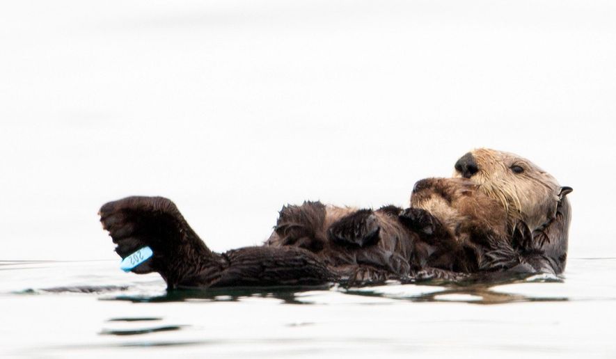 In this photo taken by the U.S. Geological Survey and provided by the California Department of Fish and Game, a sea otter holds her pup at Seacliff State Beach near Aptos, Calif., on, Sept. 10, 2012 file photo. The sea otter, known as Olive, has amazed researchers by becoming the first sea otter not only to survive a dunking in oil but then also go on to deliver a healthy pup. The sea otter that became an ambassador for her species after a remarkable recovery from an oil tar soaking off the coast of Northern California has been killed by a shark. The California Department of Fish and Wildlife says Olive was found dead by a beachgoer on Sunday March 22, 2015. (AP Photo/U.S. Geological Survey, Joe Tomoleoni, File)