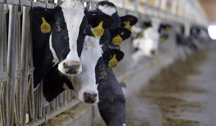 FILE - In this Jan. 26, 2015 file photo, a hornless cow stands in a dairy barn at Fair Oaks Farms in Fair Oaks, Ind. Fair Oaks, one of the nation’s largest dairy farms with 36,000 cows, is phasing out the use of milk cows with horns _ unruly cows can be hazardous because they can gore farm workers or other animals. About a quarter of its newborn calves are hornless due to selective use of bulls with the polled gene, a dominant no-horn genetic trait. AP Photo/Michael Conroy, File)