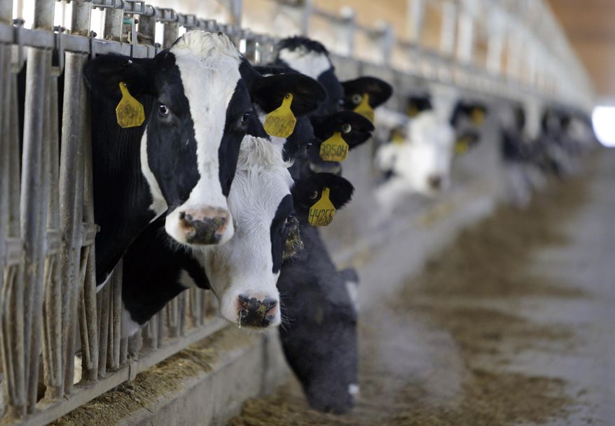 FILE - In this Jan. 26, 2015 file photo, a hornless cow stands in a dairy barn at Fair Oaks Farms in Fair Oaks, Ind. Fair Oaks, one of the nation’s largest dairy farms with 36,000 cows, is phasing out the use of milk cows with horns _ unruly cows can be hazardous because they can gore farm workers or other animals. About a quarter of its newborn calves are hornless due to selective use of bulls with the polled gene, a dominant no-horn genetic trait. AP Photo/Michael Conroy, File)