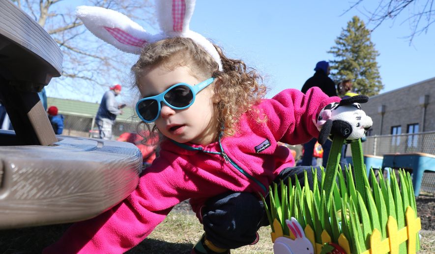 Easter egg hunting for plastic eggs in Illinois. (AP photo / Daily Herald, George LeClaire)