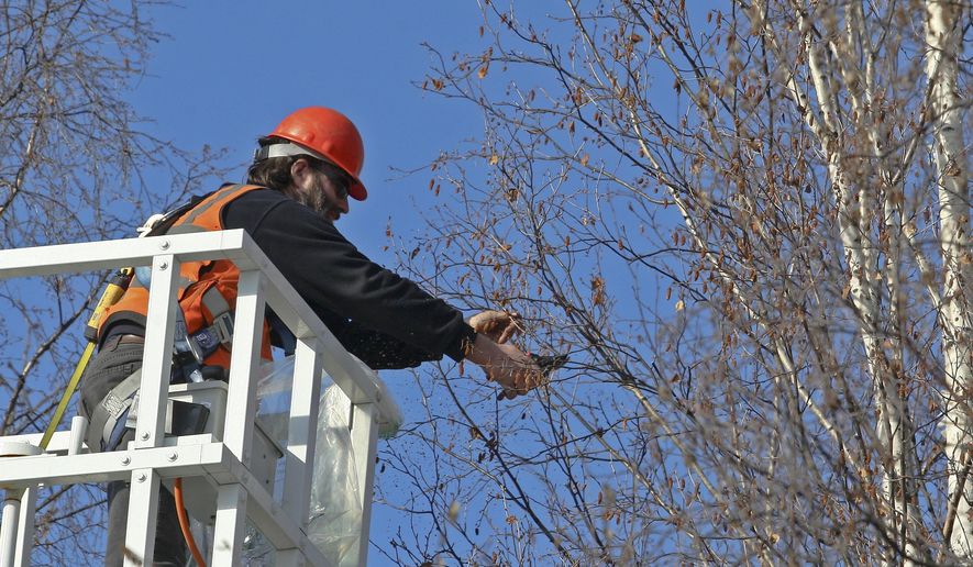 Jamie Byrd cuts a birch tree branch on Kuskokwim Drive at the University of Alaska Fairbanks in Fairbanks, Alaska Thursday, March 26, 2015. The branches will be used for a science observation with elementary and middle school students through OneTree Alaska. (AP Photo/Fairbanks Daily News-Miner, Erin Corneliussen)