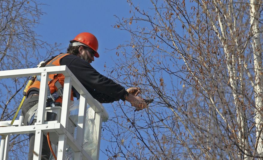 Jamie Byrd cuts a birch tree branch on Kuskokwim Drive at the University of Alaska Fairbanks in Fairbanks, Alaska Thursday, March 26, 2015. The branches will be used for a science observation with elementary and middle school students through OneTree Alaska. (AP Photo/Fairbanks Daily News-Miner, Erin Corneliussen)