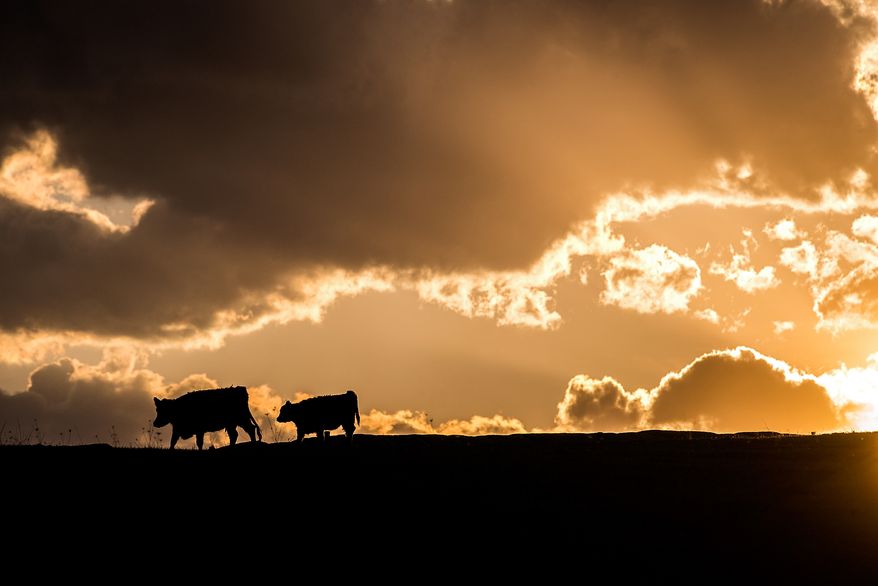 Cows graze in the sunset off of Lee Highway in Mount Sidney, Va., on Tuesday, March 31, 2015. (AP Photo/Daily News-Record, Austin Bachand)