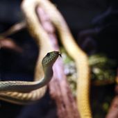 This photo taken Feb. 4, 2015, shows a West African Green Mamba at the Dallas Zoo in Dallas, Texas. (AP Photo/The Dallas Morning News, Nathan Hunsinger) ** FILE **