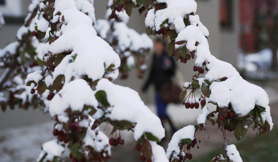 A pedestrian moves along a sidewalk while framed by branches covered with snow from a spring storm, Friday, April 3, 2015, in Denver. The dry month of March in Colorado, which is normally one of the state's snowiest months of the year, has raised concerns about water supply across the West for the summer ahead. (AP Photo/David Zalubowski)