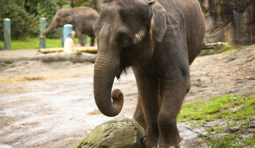 File - In this Feb. 27, 2015 file photo, Woodland Park Zoo's elephants Bamboo and Chai are shown in their enclosure at Woodland Park Zoo in in Seattle. The Elephant Justice Project is seeking a preliminary injunction at a Friday, April 3, 2015 hearing to prevent the elephants from being moved to a zoo in Oklahoma City. (AP Photo/seattlepi.com, Joshua Trujillo, file)