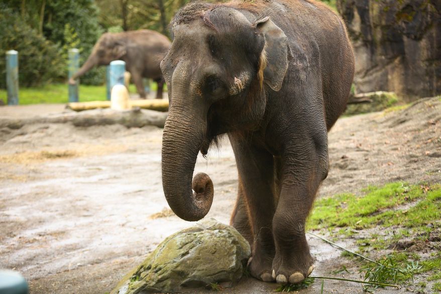 File - In this Feb. 27, 2015 file photo, Woodland Park Zoo's elephants Bamboo and Chai are shown in their enclosure at Woodland Park Zoo in in Seattle. The Elephant Justice Project is seeking a preliminary injunction at a Friday, April 3, 2015 hearing to prevent the elephants from being moved to a zoo in Oklahoma City. (AP Photo/seattlepi.com, Joshua Trujillo, file)
