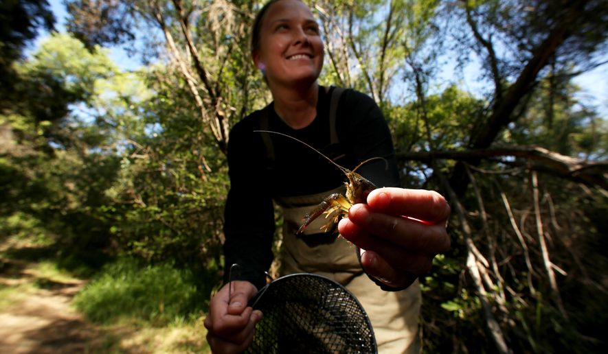 Kyle Troy holds a crayfish caught in trap laid in Medea Creek of Santa Monica mountains near Oak Park, Calif., Saturday, April 5, 2015. Troy and a group of volunteer students, from Pepperdine University, are on mission to trap and destroy all the invasive crayfish in the Medea Creek. A $600,000 grant from the California Department of Fish and Wildlife is funding the three year effort to trap and remove the 3-inch long non-native crawfish from the area's rivers and streams. (AP Photo/Los Angeles Times, Irfan Khan)
