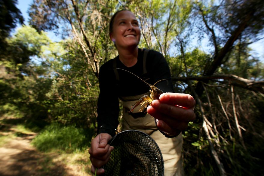 Kyle Troy holds a crayfish caught in trap laid in Medea Creek of Santa Monica mountains near Oak Park, Calif., Saturday, April 5, 2015. Troy and a group of volunteer students, from Pepperdine University, are on mission to trap and destroy all the invasive crayfish in the Medea Creek. A $600,000 grant from the California Department of Fish and Wildlife is funding the three year effort to trap and remove the 3-inch long non-native crawfish from the area's rivers and streams. (AP Photo/Los Angeles Times, Irfan Khan)
