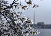 Cherry Blossoms.JPEG-05934.jpg