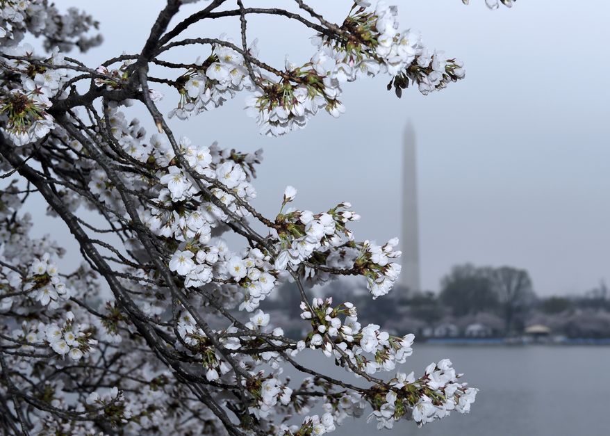 Cherry Blossoms are in bloom around the Tidal Basin across from the Washington Monument in Washington, in this Thursday, April 9, 2015, file photo. (AP Photo/Susan Walsh) ** FILE **