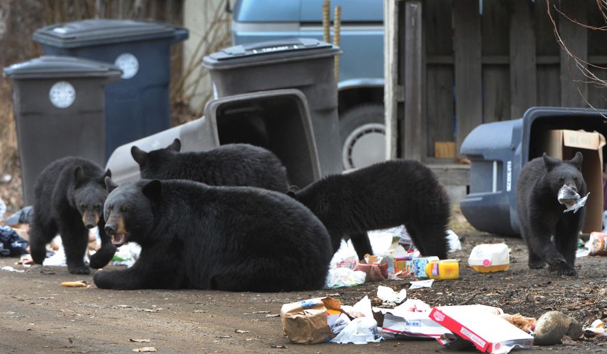 In this Sunday, April 12, 2015, photo, a black bear sow with four yearling cubs forage through garbage cans in an alley on Government Hill in Anchorage, Alaska. Residents believe the animals are the same bears that were in the area last summer. (Bill Roth/Alaska Dispatch News via AP)