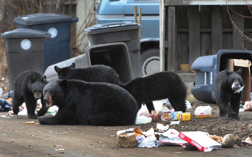 In this Sunday, April 12, 2015, photo, a black bear sow with four yearling cubs forage through garbage cans in an alley on Government Hill in Anchorage, Alaska. Residents believe the animals are the same bears that were in the area last summer. (Bill Roth/Alaska Dispatch News via AP)