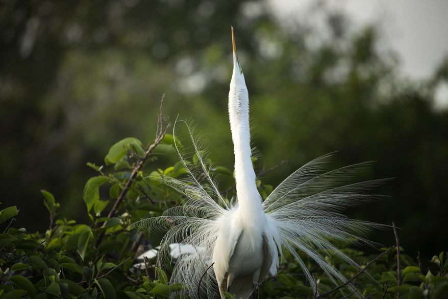 In this April 9, 2015 photo, a snowy egret suns itself during first light at the Wakodahatchee Wetlands in Delray Beach, Fla. during nesting season. More than 150 species, from migrating birds to native tropical birds, have been spotted at Wakodahatchee. (AP Photo/J Pat Carter)