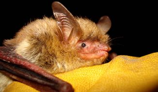 The government declaring the northern long-eared bat a threatened species runs afoul of energy lobbies concerned that protecting its habitat will disturb resource development. (Associated Press)