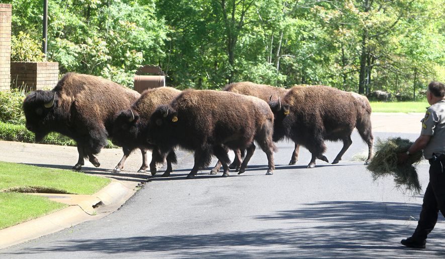 Garland County Sheriff's Department Cpl. Fred Hawthorn spreads some hay for five buffalo on Whispering Hills Road in Hot Springs, Ark., Thursday, April, 16, 2015. Hot Springs police say six buffaloes escaped from a nearby farm Thursday and spent the day roaming neighborhoods and avoiding sheriff's deputies, officers and volunteers. One animal was hit by a car and returned to the farm. Three were tranquilized Thursday evening. The whereabouts of the other two are unknown. (Richard Rasmussen/The Sentinel-Record via AP)