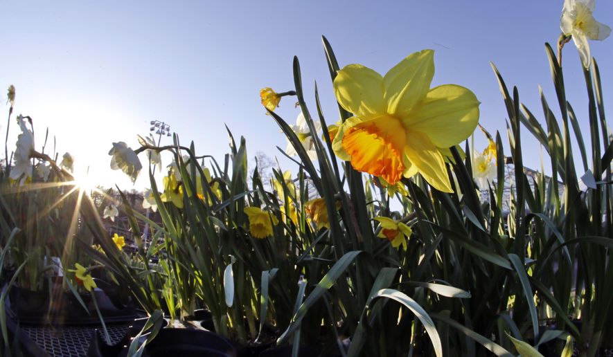Daffodils are on sale at Mahoney's Garden Center in Winchester, Mass., Wednesday, April 15, 2015. The barrage of snow and cold in New England this winter has pushed back the gardening season and left behind damaged bushes, trees and greenhouses and gardeners eager to get outside and in the dirt. The growing season is about two weeks behind schedule, following a winter without a usual thaw. (AP Photo/Elise Amendola)