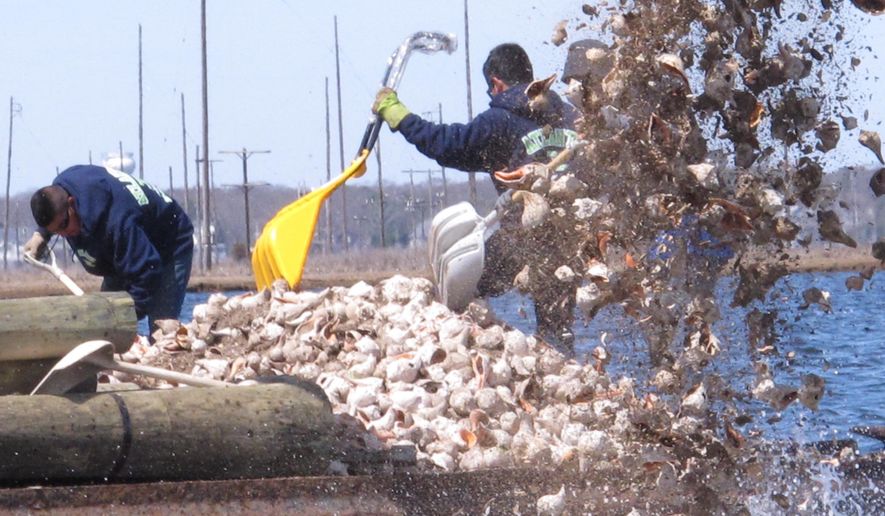 In this April 16, 2015 photo, a hydraulic shovel and workers with hand-held shovels dump whelk shells into Barnegat Bay in Berkeley Township, N.J. as part of a project by the American Littoral Society environmental group to re-establish an oyster colony in the bay. Oyster seedling will attach themselves to the whelk shells and begin to grow. The bumpy colonies should also help blunt the impact of waves from future storms like Superstorm Sandy.(AP Photo/Wayne Parry)