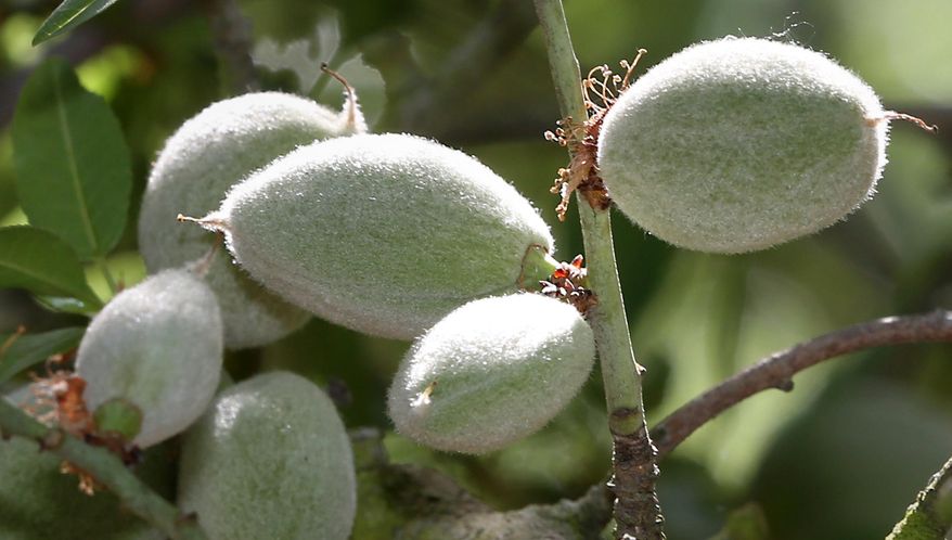 In this Tuesday March 31, 2015 photo, almonds are seen on growing in an almond orchard belonging to farmer Bob Weimer, near Atwater, Calif. As California cities and towns move to mandatory water cutbacks in the fourth year of extreme drought, the state’s $6.5 billion almond crop has claimed the spotlight as “the poster child of all things bad in water” in the country’s top agriculture state. At 1 gallon per almond, California’s almond crop is now consuming about 10 percent of all the water that Californians are using in the drought.(AP Photo/Rich Pedroncelli)