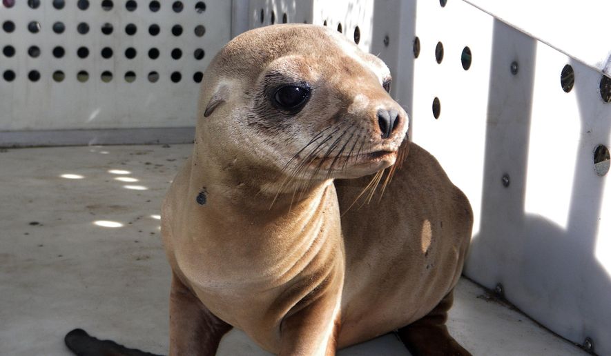 This photo provided by Peter Wallerstein of Marine Mammal Rescue shows a sea lion pup at a MMR facility in the Playa Del Rey area of Los Angeles Sunday, April 19, 2015. It's one of two pups that were found on Dockweiler State Beach just west of Los Angeles International Airport. Witnesses say another pup was abducted from Dockweiler by four people who wrapped the pup in a blanket and left in a car around 3:20 a.m. early Sunday. This pup was found hiding there a short time later. The rescued pup weighs about 25 pounds and is probably 10 months old, said Wallerstein.(Peter Wallerstein/Marine Mammal Rescue via AP)