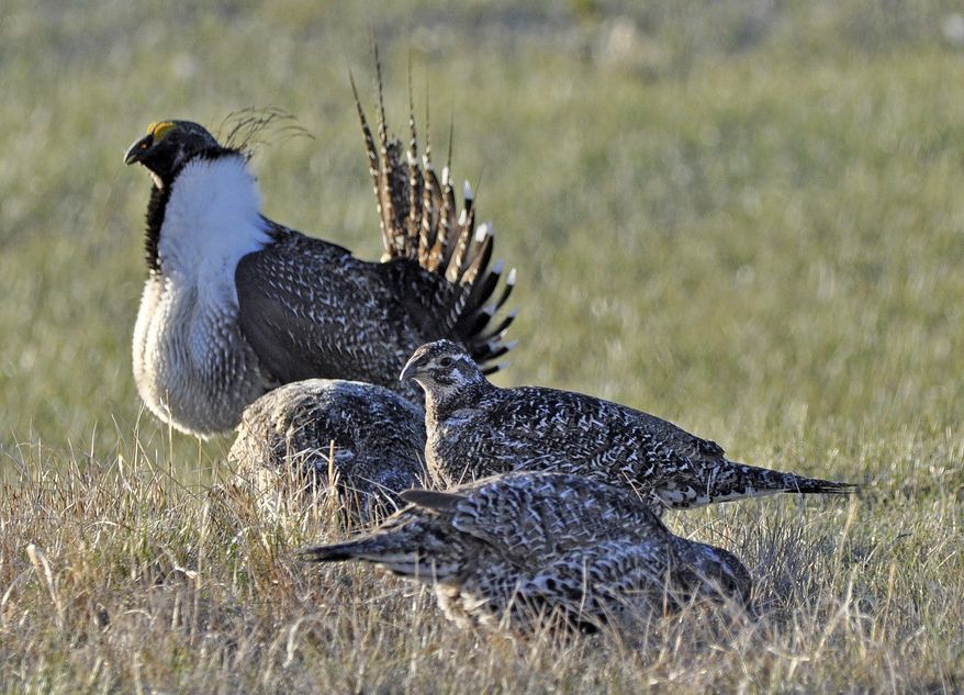 This March 1, 2010 photo released by the U.S. Fish and Wildlife Service shows a bistate distinct population of the greater sage grouse, rear, as he struts for a female at a lek, or mating ground, near Bridgeport, Calif. A bird found only in California and Nevada no longer faces the threat of extinction and doesn&#x27;t require federal protection, officials said just months before a more-sweeping decision is due on whether to declare other sage grouse threatened or endangered in 11 Western states. (Jeannie Stafford/U.S. Fish and Wildlife Service via AP)