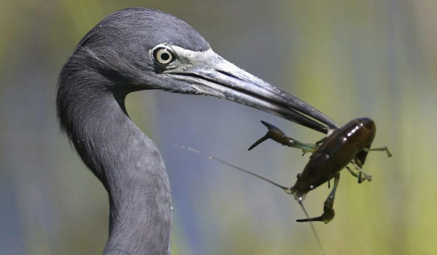 The Florida Everglades — home to In this handsome blue heron and other significant wildlife — is President Obama&#39;s Earth Day focus. (Associated Press)