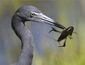 4_212015_heron8201.jpg