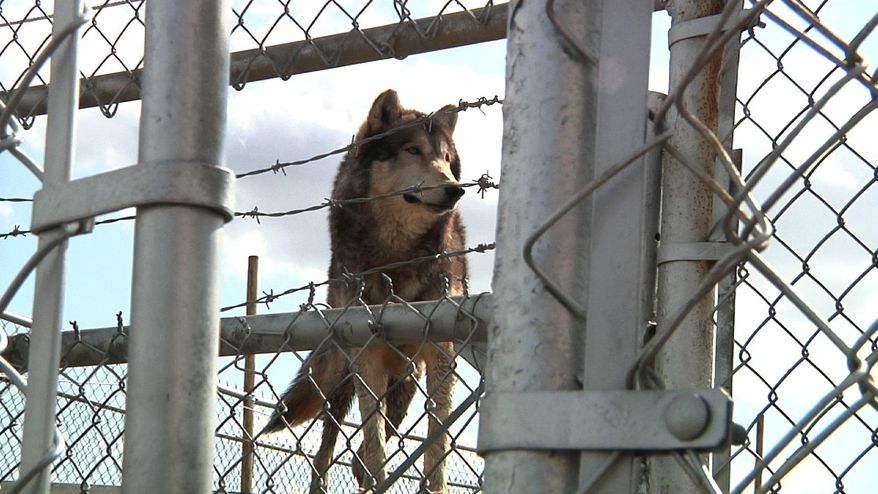 Chief the wolf stands inside his cage at Tiger Ridge Exotics in Stony Ridge, Ohio, on Saturday, April 4, 2015. Ohio agriculture officials seized 11 exotic animals from Tiger Ridge in January, but they did not take Chief. The state says Tiger Ridge owner Kenny Hetrick ignored warnings that he needed a permit to possess what it calls “dangerous, wild animals” and that his cages weren’t secure. Hetrick is challenging the decision to take his animals. (AP Photo/Mike Householder) (AP Photo/Mike Householder)