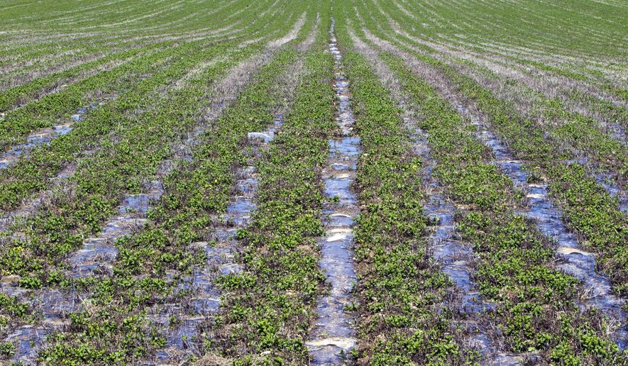FOR RELEASE SATURDAY, APRIL 25, 2015, AT 12:01 A.M. MDT - Irrigation water flows down through a field of mint being farmed by Drew Eggers Thursday, April 16, 2015 off Black Cat Road south of Meridian. (Darin Oswald/The Idaho Statesman via AP)