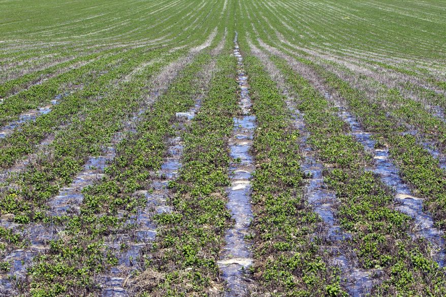 FOR RELEASE SATURDAY, APRIL 25, 2015, AT 12:01 A.M. MDT - Irrigation water flows down through a field of mint being farmed by Drew Eggers Thursday, April 16, 2015 off Black Cat Road south of Meridian. (Darin Oswald/The Idaho Statesman via AP)