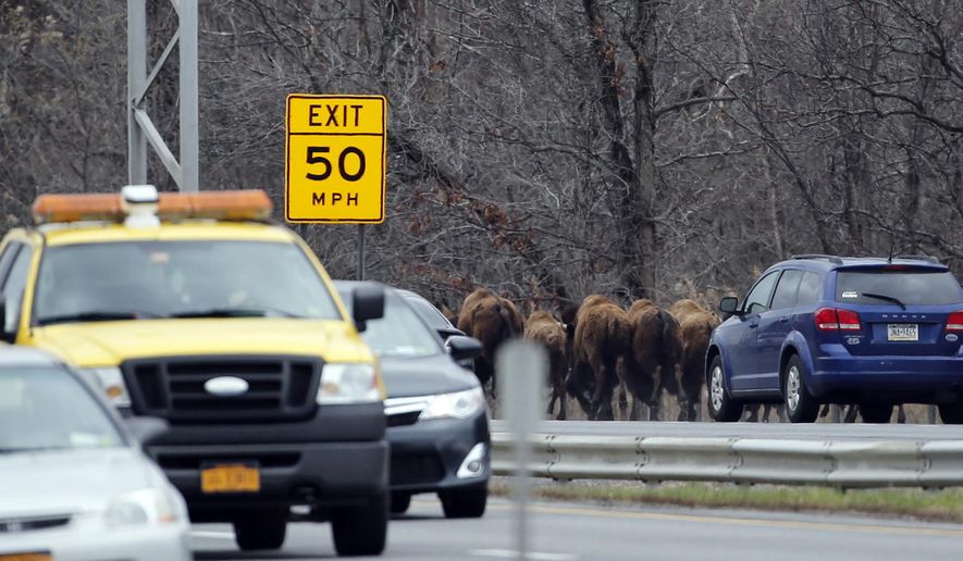 A herd of buffalo run along Interstate 87, Friday, April 24, 2015, in Bethlehem, N.Y. About 15 of the animals got loose Thursday from a farm in the Rensselaer County town of Schodack, on the river's east bank a few miles southeast of Albany. (AP Photo/Mike Groll)