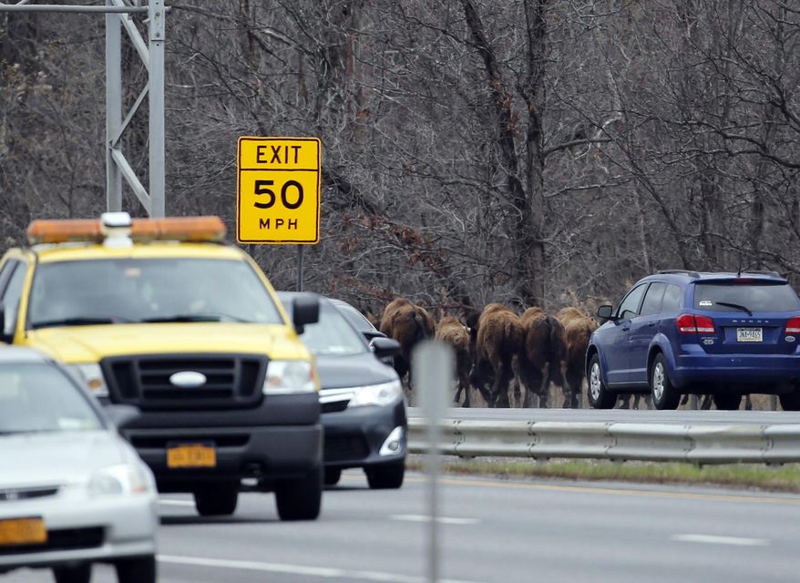 A herd of buffalo run along Interstate 87, Friday, April 24, 2015, in Bethlehem, N.Y. About 15 of the animals got loose Thursday from a farm in the Rensselaer County town of Schodack, on the river's east bank a few miles southeast of Albany. (AP Photo/Mike Groll)