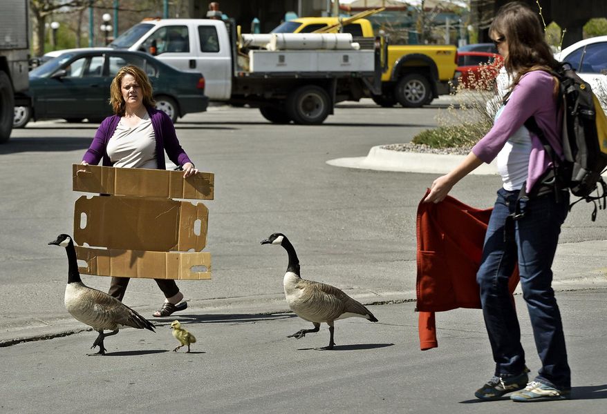 Noreen Humes, left, and Danielle Lattuga herd two geese and a gosling toward the Clark Fork River after the birds wandered into the downtown area on Thursday, April 24, 2015 in Missoula, Mont. (Tom Bauer/The Missoulian via AP)