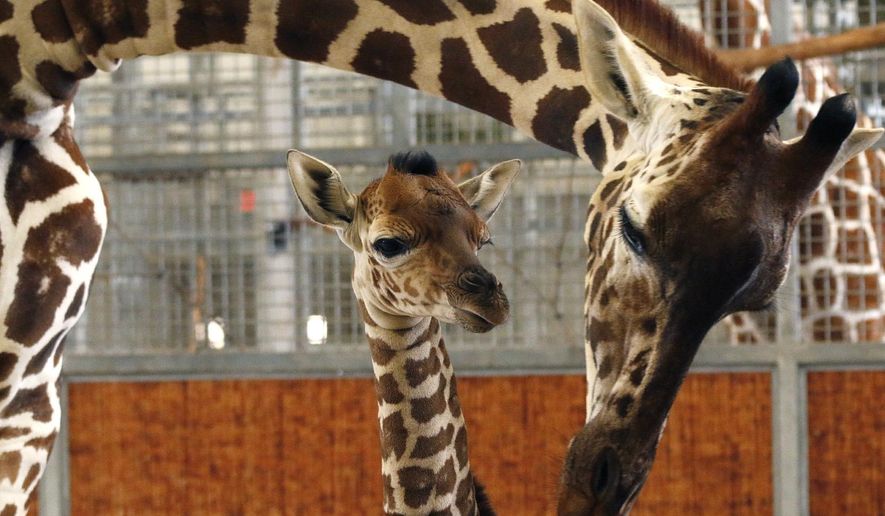 File - In this April 14, 2015 file photo provided by the Dallas Zoo, a calf and its mother stand in the maternity stall at the zoo, in Dallas. The calf was born Friday, April 10, weighing 139 pounds and standing 5 feet, 10 inches tall. On Friday, April 24, 2015, the officials announce that the name Kipenzi (kih-PEHN-zee) has been chosen after more than 50,000 votes were cast after zookeepers offered up three choices. It means “loved one” in Swahili. (Cathy Burkey/Dallas Zoo via AP, File)