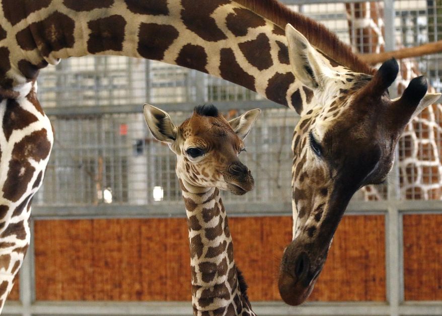 File - In this April 14, 2015 file photo provided by the Dallas Zoo, a calf and its mother stand in the maternity stall at the zoo, in Dallas. The calf was born Friday, April 10, weighing 139 pounds and standing 5 feet, 10 inches tall. On Friday, April 24, 2015, the officials announce that the name Kipenzi (kih-PEHN-zee) has been chosen after more than 50,000 votes were cast after zookeepers offered up three choices. It means “loved one” in Swahili. (Cathy Burkey/Dallas Zoo via AP, File)