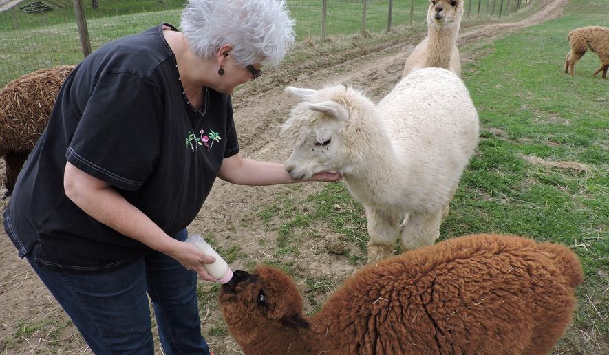 ADVANCE FOR SUNDAY APRIL 26 AND THEREAFTER - This Monday April 6, 2015 photo shows Tammie Marks as she spends time with the female alpacas in her herd, offering the 7-month-old Bella her bottle at her farm in Elizabeth W.Va. Bella was abandoned by her mother, and has been bottle fed by the Marks multiple times daily since she was born. (Gretchen Richards, Parkersburg News and Sentinel, Via AP)