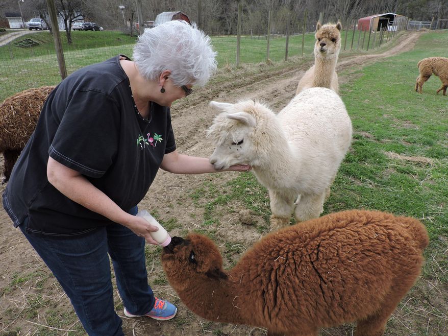 ADVANCE FOR SUNDAY APRIL 26 AND THEREAFTER - This Monday April 6, 2015 photo shows Tammie Marks as she spends time with the female alpacas in her herd, offering the 7-month-old Bella her bottle at her farm in Elizabeth W.Va. Bella was abandoned by her mother, and has been bottle fed by the Marks multiple times daily since she was born. (Gretchen Richards, Parkersburg News and Sentinel, Via AP)